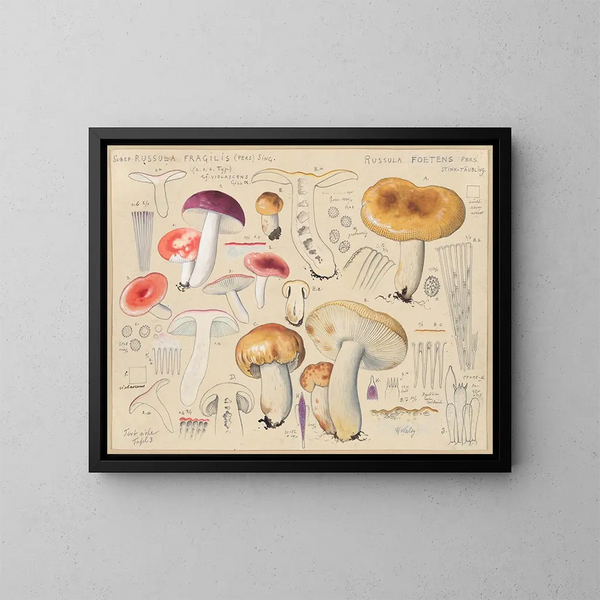 Russula foetens - Hans Baldung — kehystetty taideteos seinällä