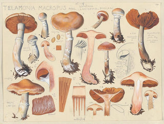 Telamonia macropus - Hans Baldung — näkymä teoksesta