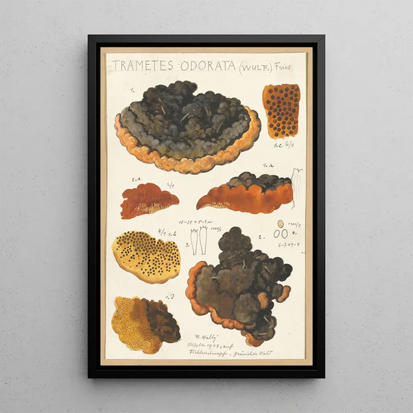 Trametes odorata Wulf Fries - Hans Baldung — kehystetty taideteos seinällä