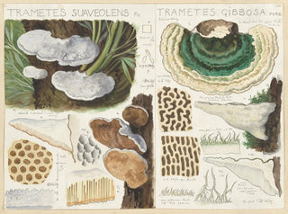 Trametes suaveolens - Hans Baldung — näkymä teoksesta