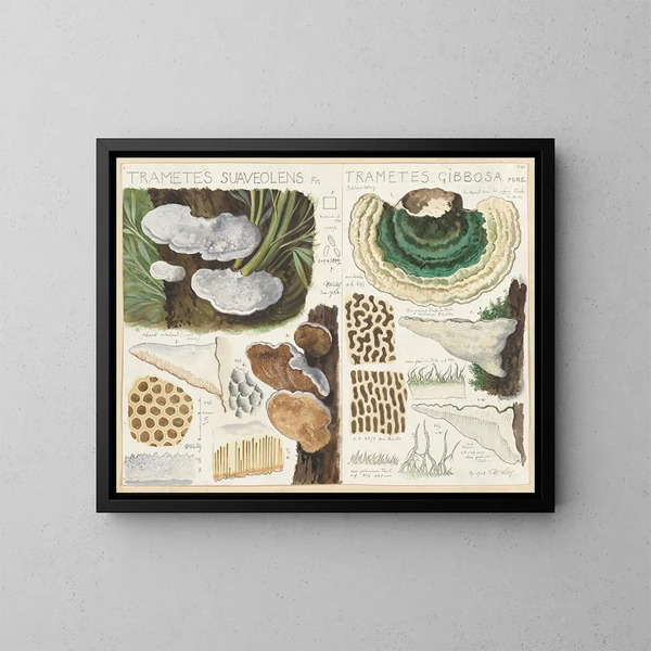 Trametes suaveolens - Hans Baldung — kehystetty taideteos seinällä