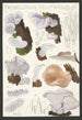 Tremellodon gelatinosum Fr - Hans Baldung — näkymä teoksesta