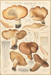 Tricholoma acerbum - Hans Baldung — näkymä teoksesta
