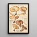 Tricholoma acerbum - Hans Baldung — kehystetty taideteos seinällä