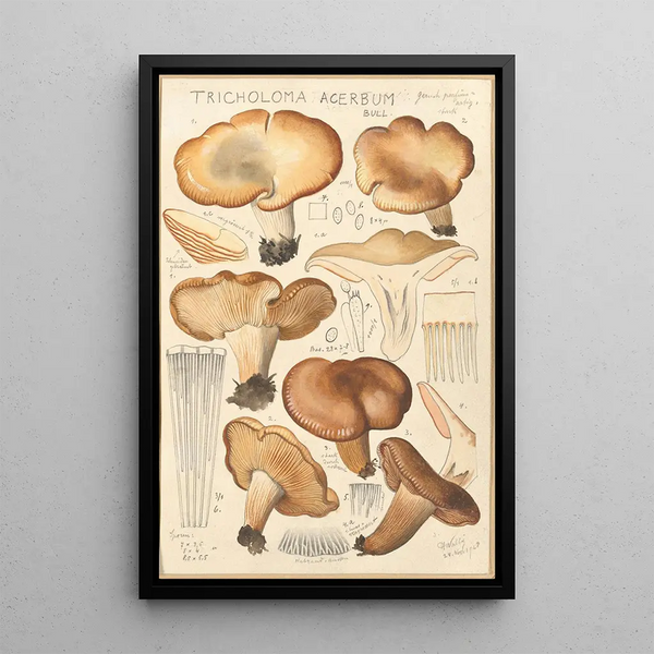 Tricholoma acerbum - Hans Baldung — kehystetty taideteos seinällä