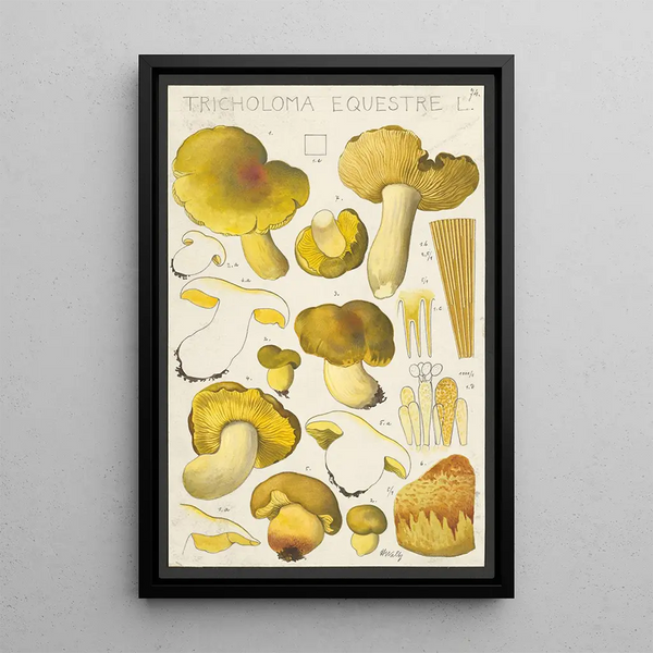 Tricholoma equestre L - Hans Baldung — kehystetty taideteos seinällä
