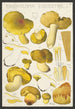 Tricholoma equestre L - Hans Baldung — näkymä teoksesta