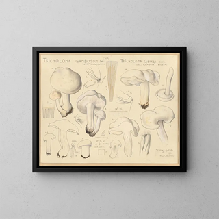 Hans Walty - Tricholoma gambosum Fr Gill Tricholoma georgii Clus var gambosa Ricken.webp