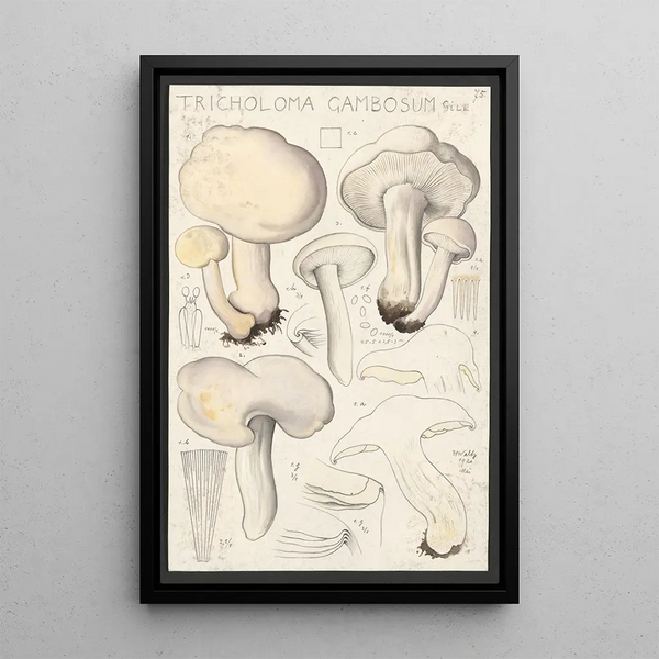 Tricholoma gambosum Gill - Hans Baldung — kehystetty taideteos seinällä