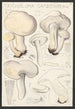 Tricholoma gambosum Gill - Hans Baldung — näkymä teoksesta