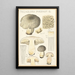 Tricholoma pardinum Q - Hans Baldung — kehystetty taideteos seinällä