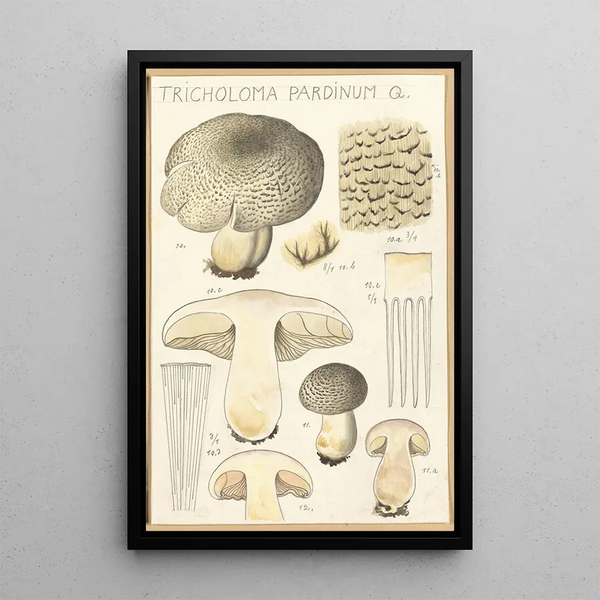 Tricholoma pardinum Q - Hans Baldung — kehystetty taideteos seinällä