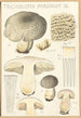 Tricholoma pardinum Q - Hans Baldung — näkymä teoksesta