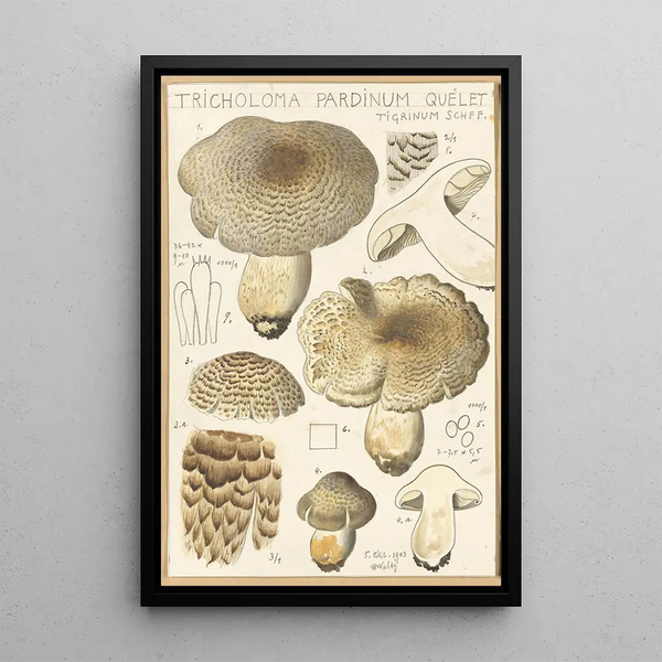Tricholoma pardinum quelet - Hans Baldung — kehystetty taideteos seinällä