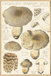 Tricholoma pardinum quelet - Hans Baldung — näkymä teoksesta