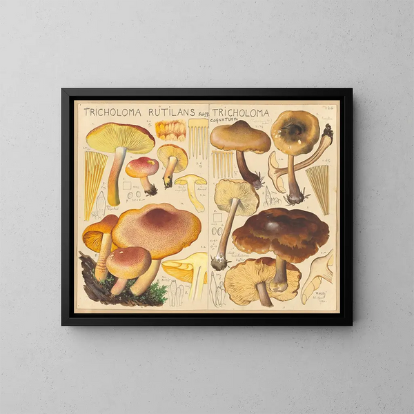 Tricholome rutilant Tricholome cognatum - Hans Baldung — kehystetty taideteos seinällä