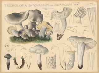 Tricholome saponacé var. squameux - Hans Baldung — näkymä teoksesta