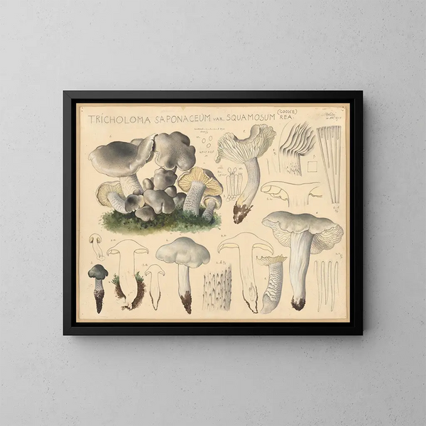 Tricholome saponacé var. squameux - Hans Baldung — kehystetty taideteos seinällä