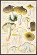 Tricholoma sejunctum Sow - Hans Baldung — näkymä teoksesta