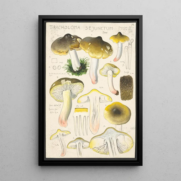 Tricholoma sejunctum Sow - Hans Baldung — kehystetty taideteos seinällä