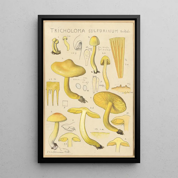 Tricholoma sulfurinum - Hans Baldung — kehystetty taideteos seinällä
