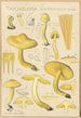 Tricholoma sulfurinum - Hans Baldung — näkymä teoksesta