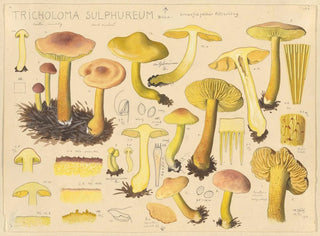 Hans Walty - Tricholoma sulphureum Bull.webp