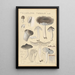 Tricholoma terreum - Hans Baldung — kehystetty taideteos seinällä