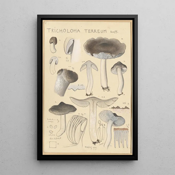 Tricholoma terreum - Hans Baldung — kehystetty taideteos seinällä