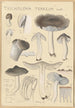 Tricholoma terreum - Hans Baldung — näkymä teoksesta