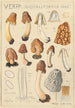 Verpa digitaliformis - Hans Baldung — näkymä teoksesta