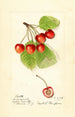 Prunus avium Cleveland - Harriet L Thompson — näkymä teoksesta