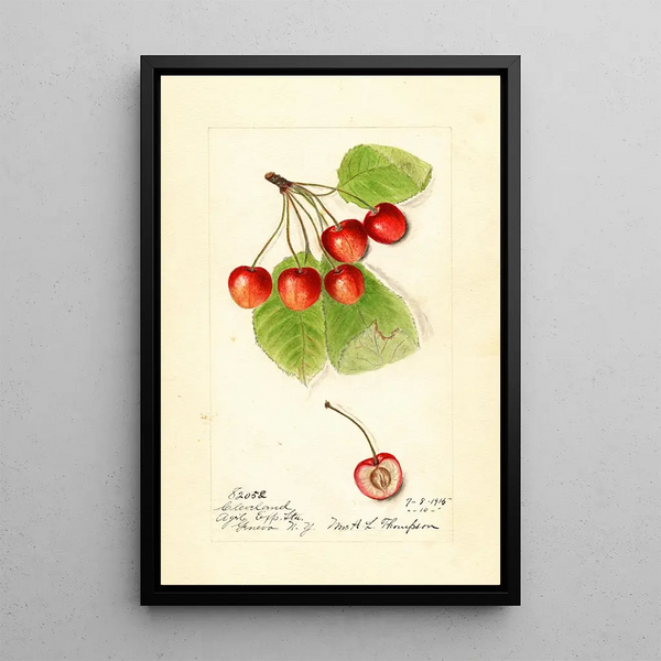 Prunus avium Cleveland - Harriet L Thompson — kehystetty taideteos seinällä