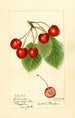 Prunus avium Florence - Harriet L Thompson — näkymä teoksesta
