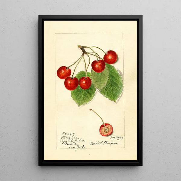 Prunus avium Florence - Harriet L Thompson — kehystetty taideteos seinällä