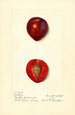 Prunus domestica Methley - Harriet L Thompson — näkymä teoksesta
