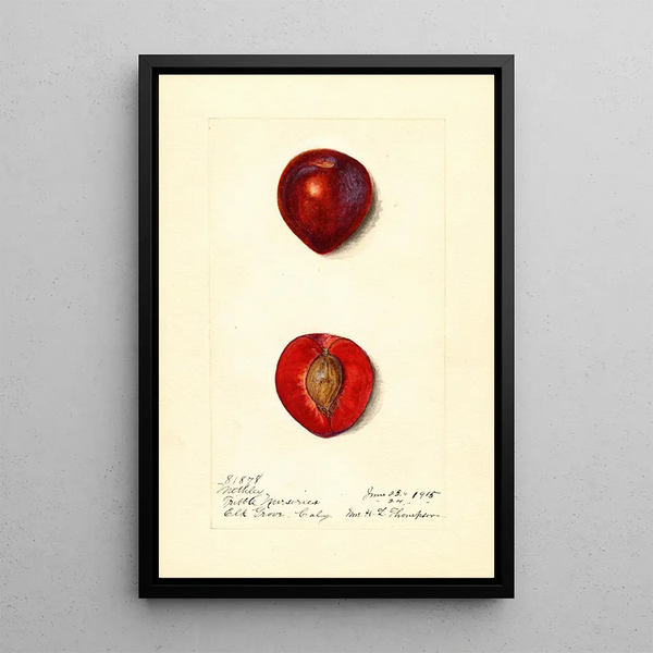 Prunus domestica Methley - Harriet L Thompson — kehystetty taideteos seinällä