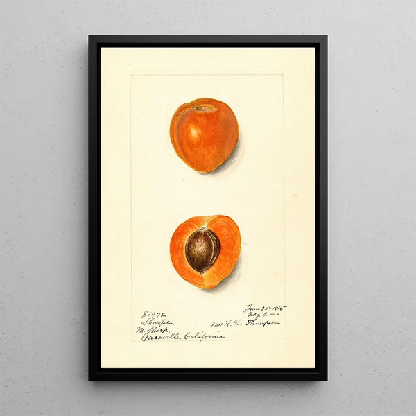 Prunus mume Sharpe - Harriet L Thompson — kehystetty taideteos seinällä