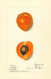 Prunus mume Sharpe - Harriet L Thompson — näkymä teoksesta