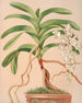 Aerides Quinquevulnerum - Harriet Stewart Miner — näkymä teoksesta
