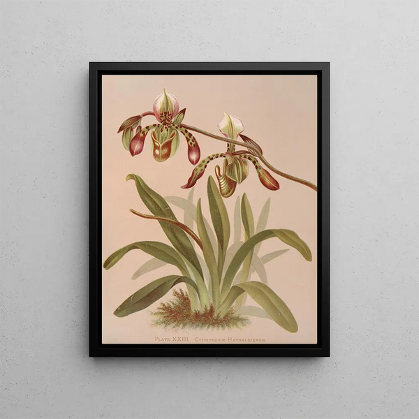 Harriet Stewart Miner - Cypripedium Haynaldianum.webp