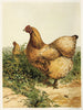 Poule Cochin chamois - Harrison Weir — näkymä teoksesta