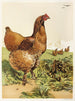 Poule Cochin à la cannelle - Harrison Weir — näkymä teoksesta