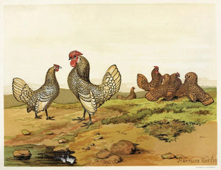 Harrison Weir - Gold and Silverlaced Bantams.webp