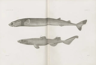 Harvard University Museum of Comparative Zoology - Memoirs of the Museum of Comparative Zoology at Harvard College Pl01.webp