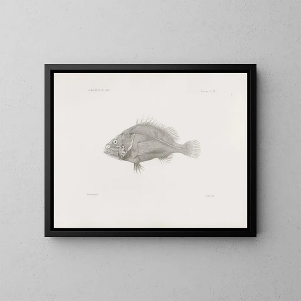 Mémoires du Muséum de zoologie comparée de Harvard College Pl08 - Harvardin yliopiston vertailevan eläinmuseon Zoologian museo — kehystetty taideteos seinällä