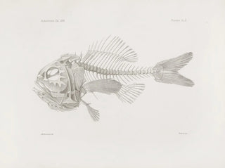 Harvard University Museum of Comparative Zoology - Memoirs of the Museum of Comparative Zoology at Harvard College Pl10.webp