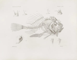 Harvard University Museum of Comparative Zoology - Memoirs of the Museum of Comparative Zoology at Harvard College Pl16.webp