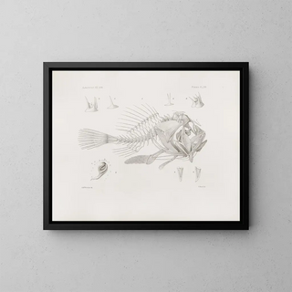 Harvard University Museum of Comparative Zoology - Memoirs of the Museum of Comparative Zoology at Harvard College Pl16.webp
