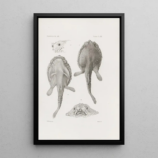 Harvard University Museum of Comparative Zoology - Memoirs of the Museum of Comparative Zoology at Harvard College Pl22.webp